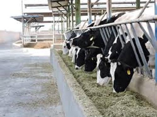 تولید روزانه ۲۷ هزار لیتر شیر در مجتمع گاوداری شیری قیام ایوان