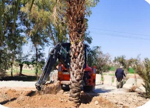 کاشت ۳۰ اصله درخت نخل مثمر در بلوار ورودی شهر مهران 