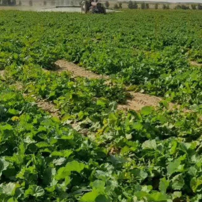  پایش و شناسایی علف هرز انگلی «گل جالیز» در مزارع کلزا