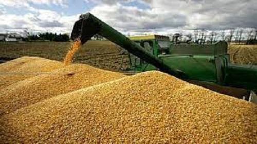 واریز بیش از ۳۱ هزار میلیارد ریال بهای گندم به حساب کشاورزان استان ایلام